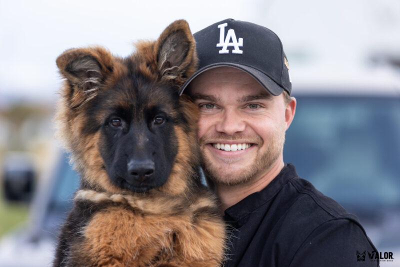 protection dog buyer beware