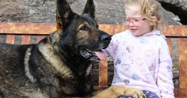 Guard dog behaving with small child Guard dog behaving with small child