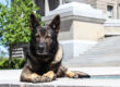 German Shepherd Protection Dogs in Boise Idaho
