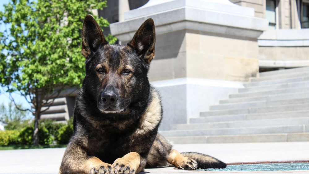 Amy-Pishner-protection-dogs-idaho German Shepherd Protection Dogs in Boise Idaho