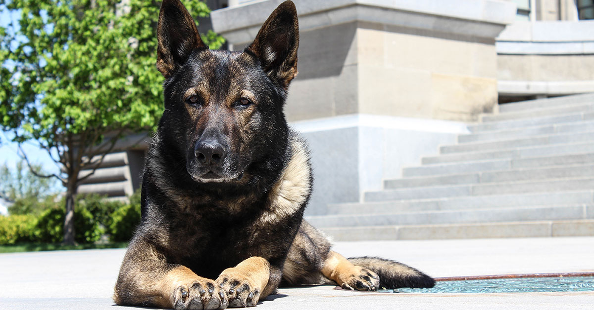 German Shepherd well trained in family protection
