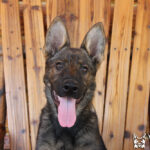 Protection dog happily sitting outside