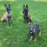 Three trained protection dogs playing together