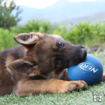Puppy for sale playing with nerf ball outside