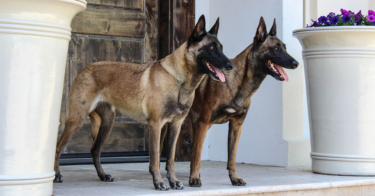 Family protection dogs standing side by side