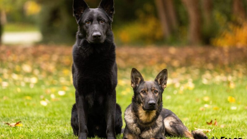 Two German Shepherds sitting on grass.