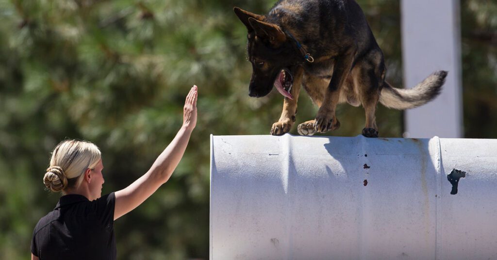 Dog on training course performing commands