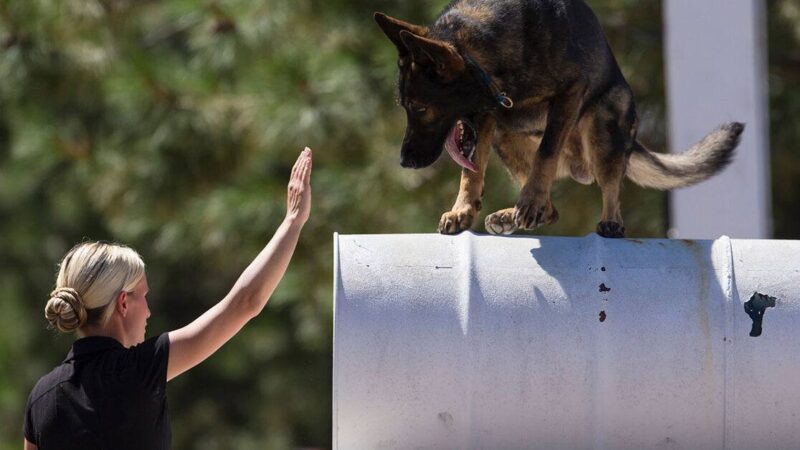 Trainer instructing German Shepherd on obstacle.