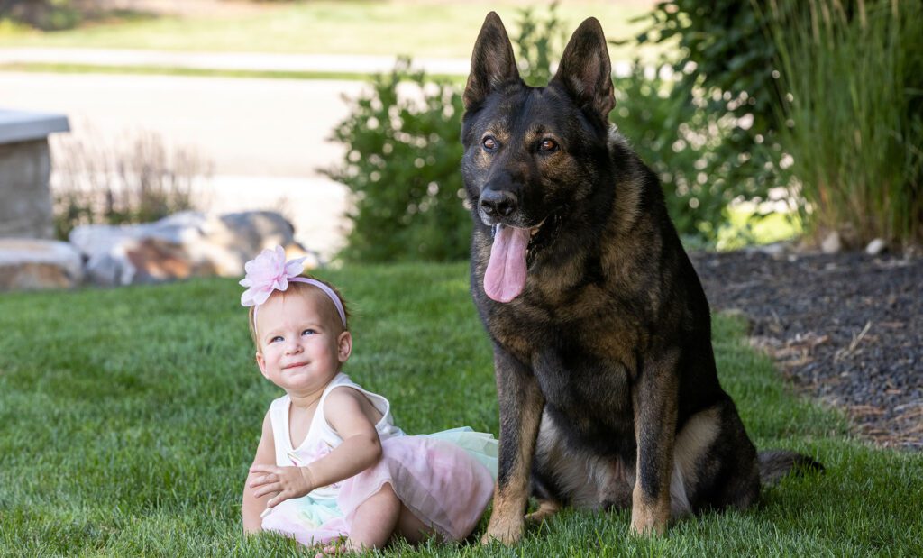 Family guard dog that is good with babies
