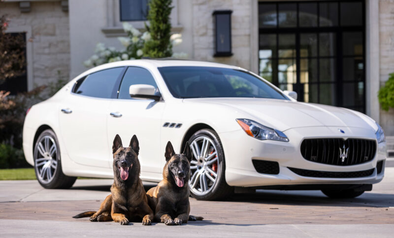 home-security-dogs malinois protection dogs boise