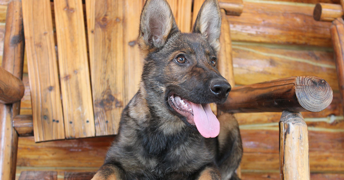 Well trained and alert protection dog laying down