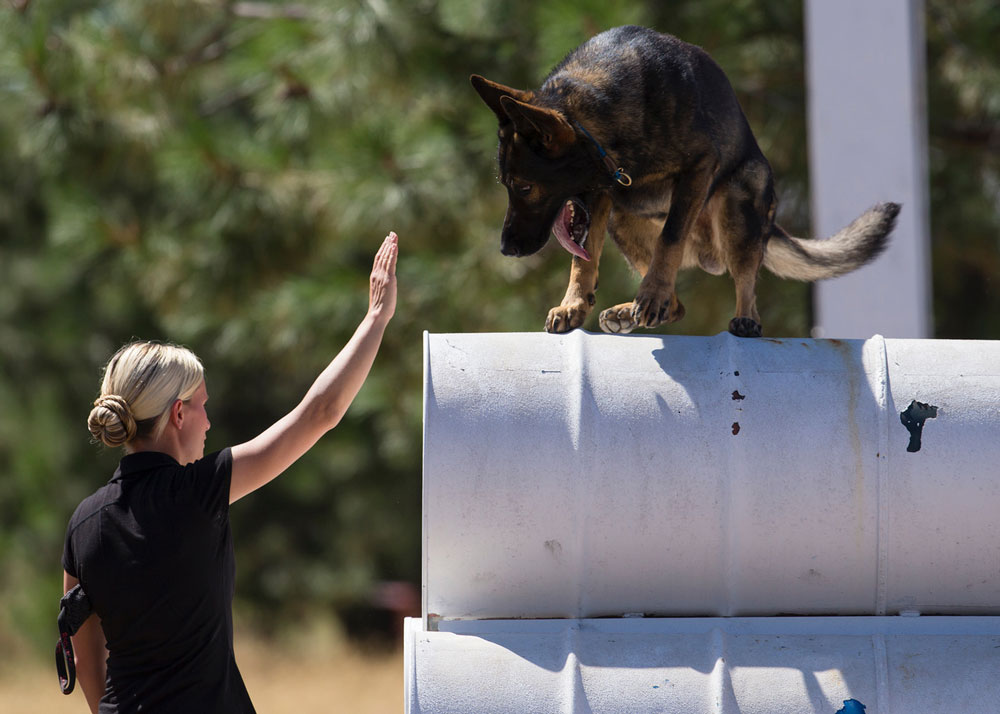 Protection dog performing obstacle training