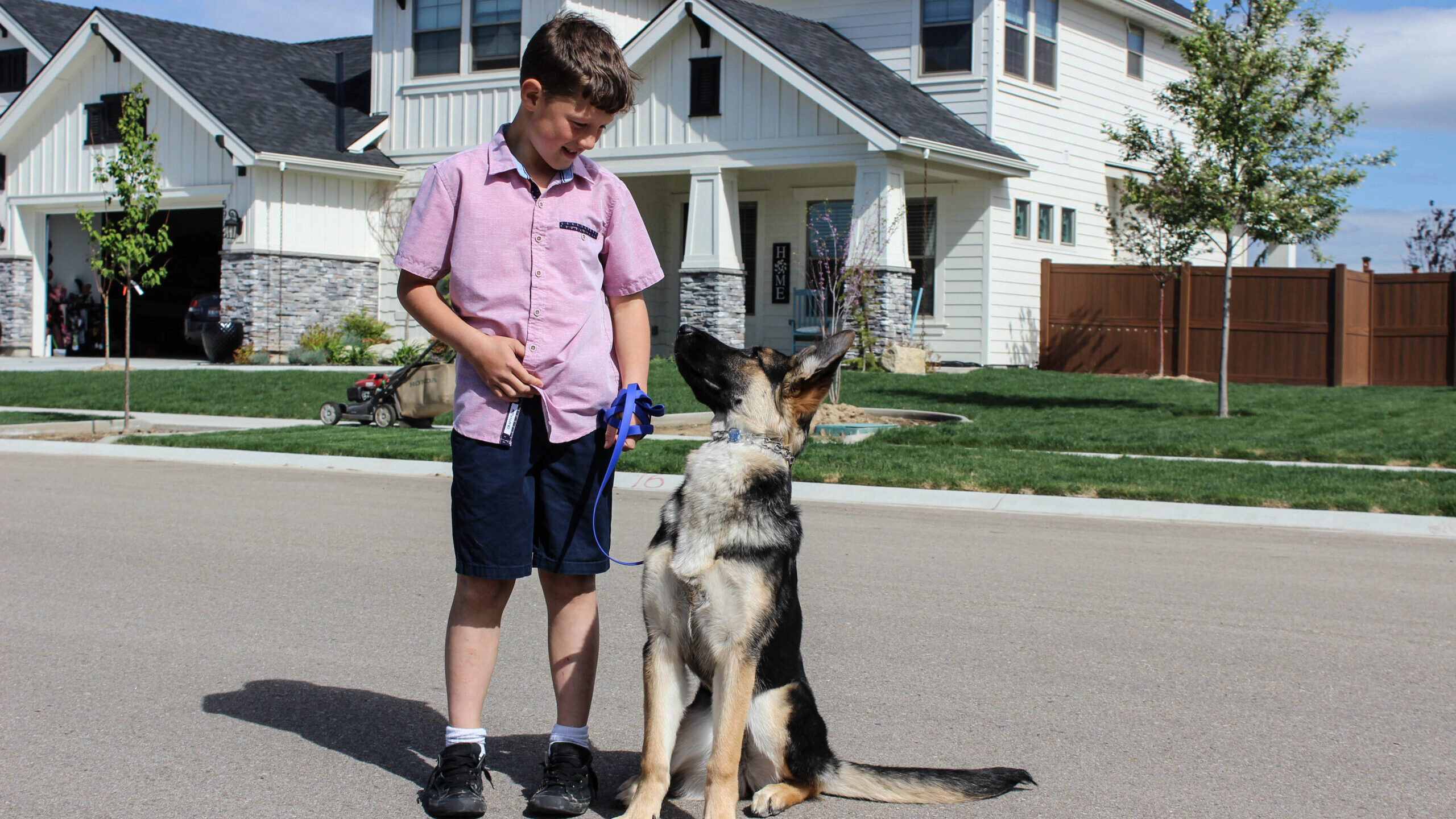 protection dog sales idaho(1) Boy walking German Shepherd puppy.