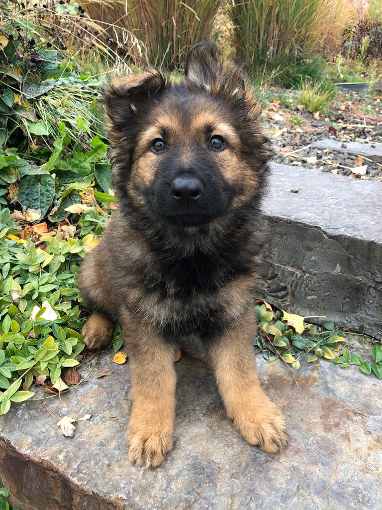 Adorable German Shepherd puppy outdoors.