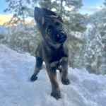 Protection Dog Xxanto, 3 months old