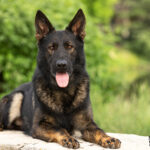 Protection Dog Xxanto, 19 months old