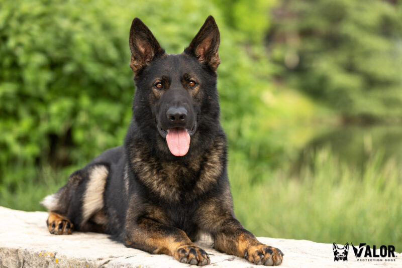 German Shepherd dog lying down outdoors.