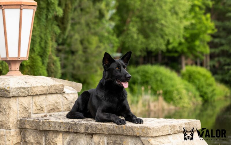 Black German Shepherd dog outdoors.