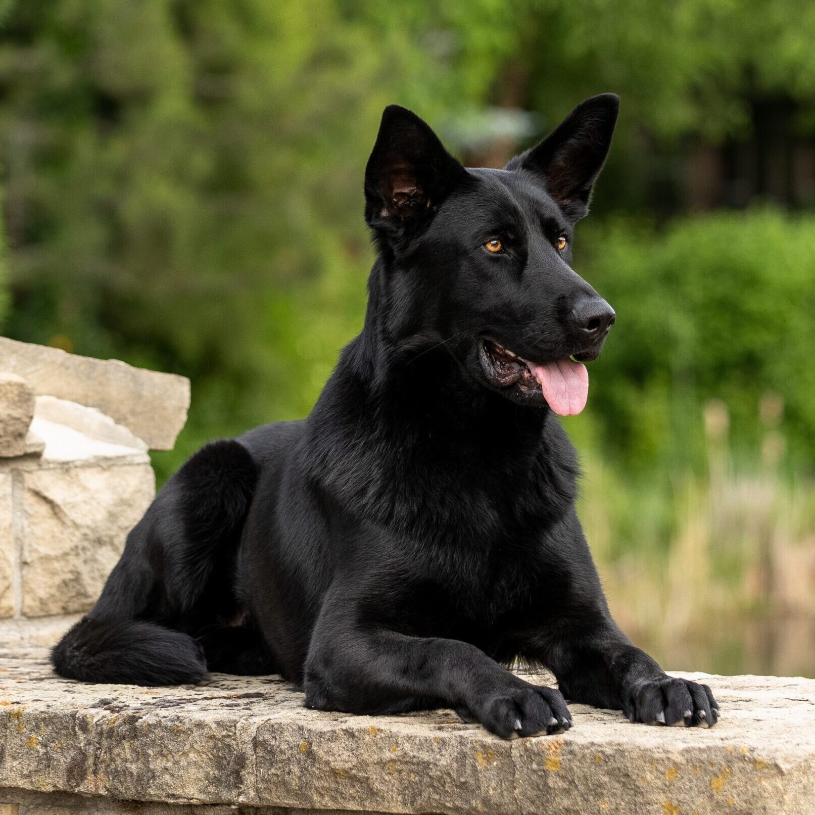 black Czech German Shepherd