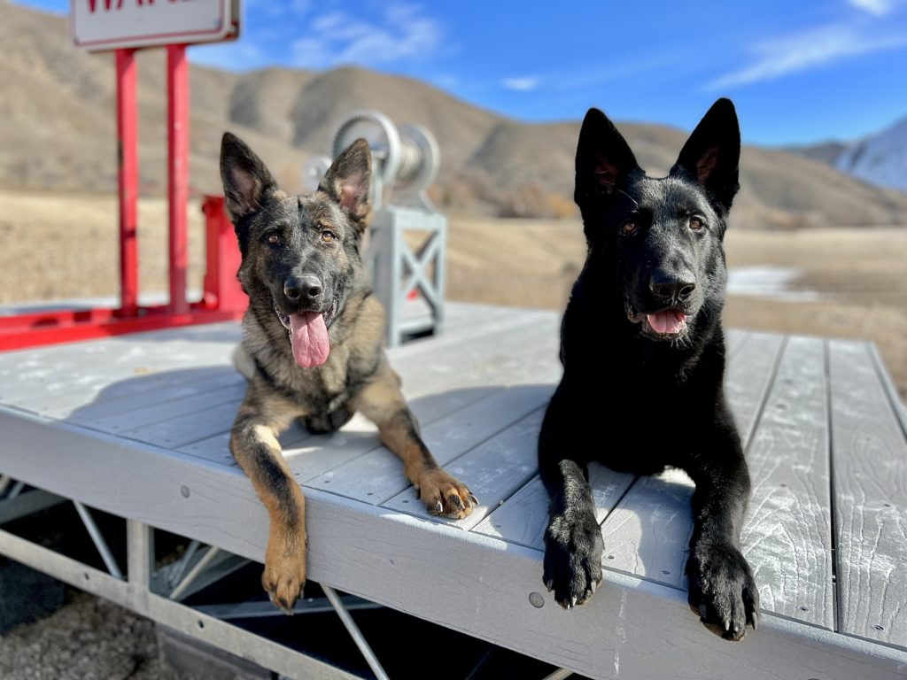 Two German Shepherds relaxing on dock.