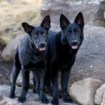 Protection Dogs Major and Rip, 12 months old