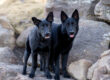 Two black German Shepherds on rocks.