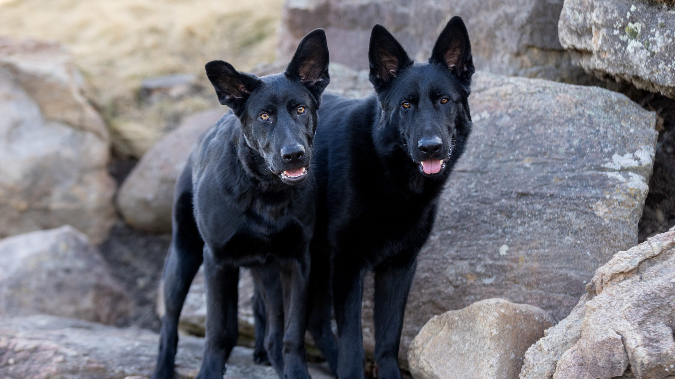 Protection Dog Major (left), 7 months old Two black German Shepherds on rocks.