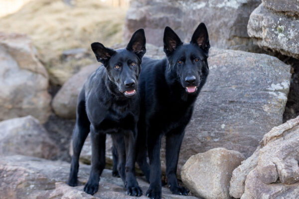 Two black German Shepherds on rocks.