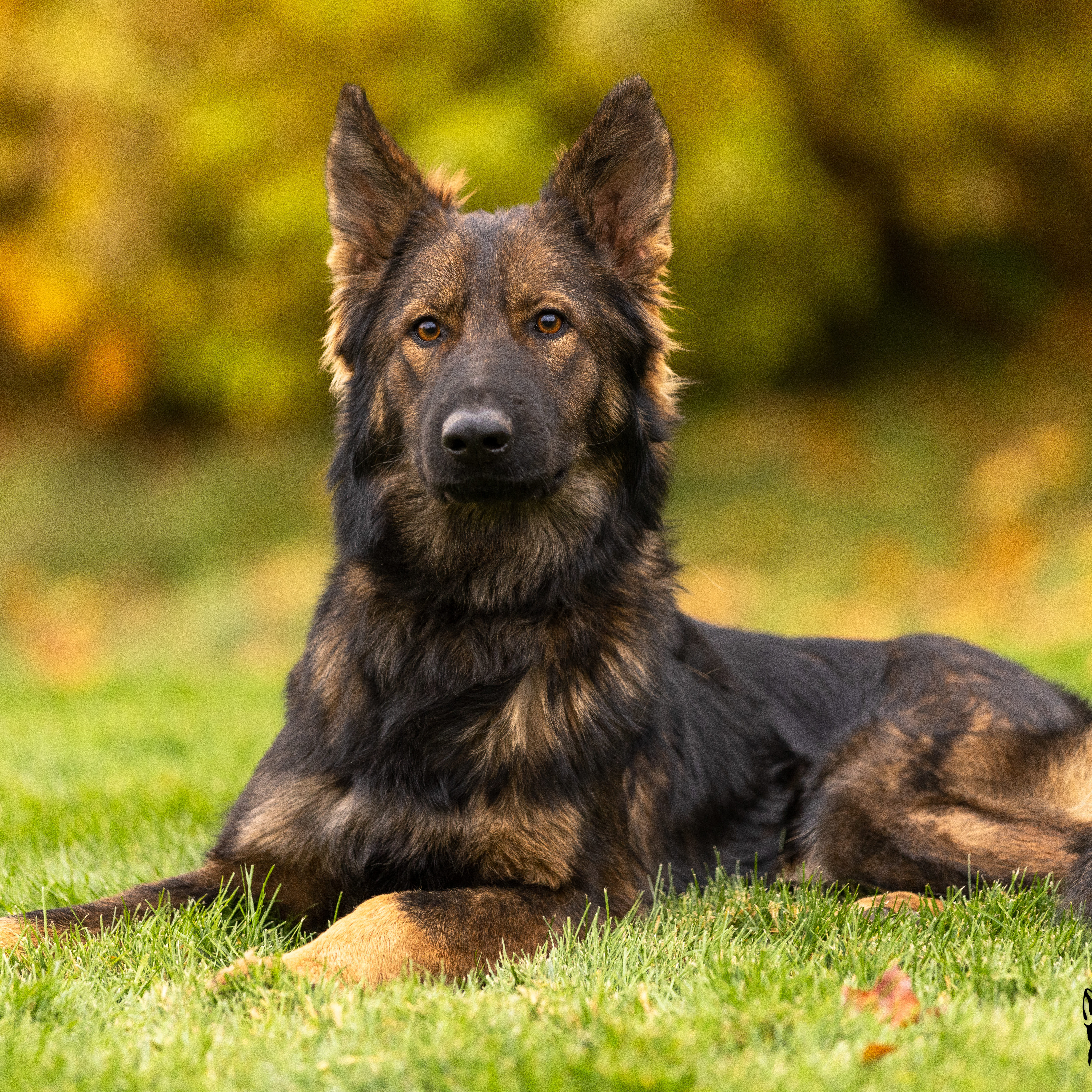 can a german shepherd protect me