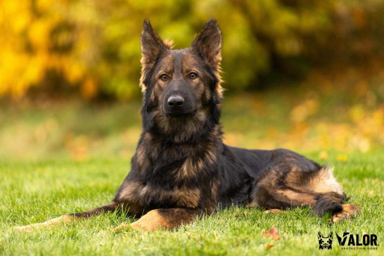 Meet Tess | Female Sable German Shepherd Family Guard Dog For Sale