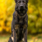 Protection Dog Xxanto, 11 months old