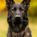 Protection Dog Xxanto, 11 months old