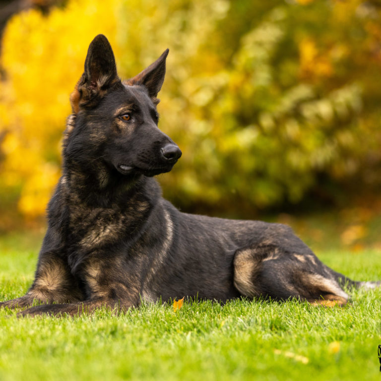 Valor Protection Dogs Guard Dogs For Sale in Boise, Idaho
