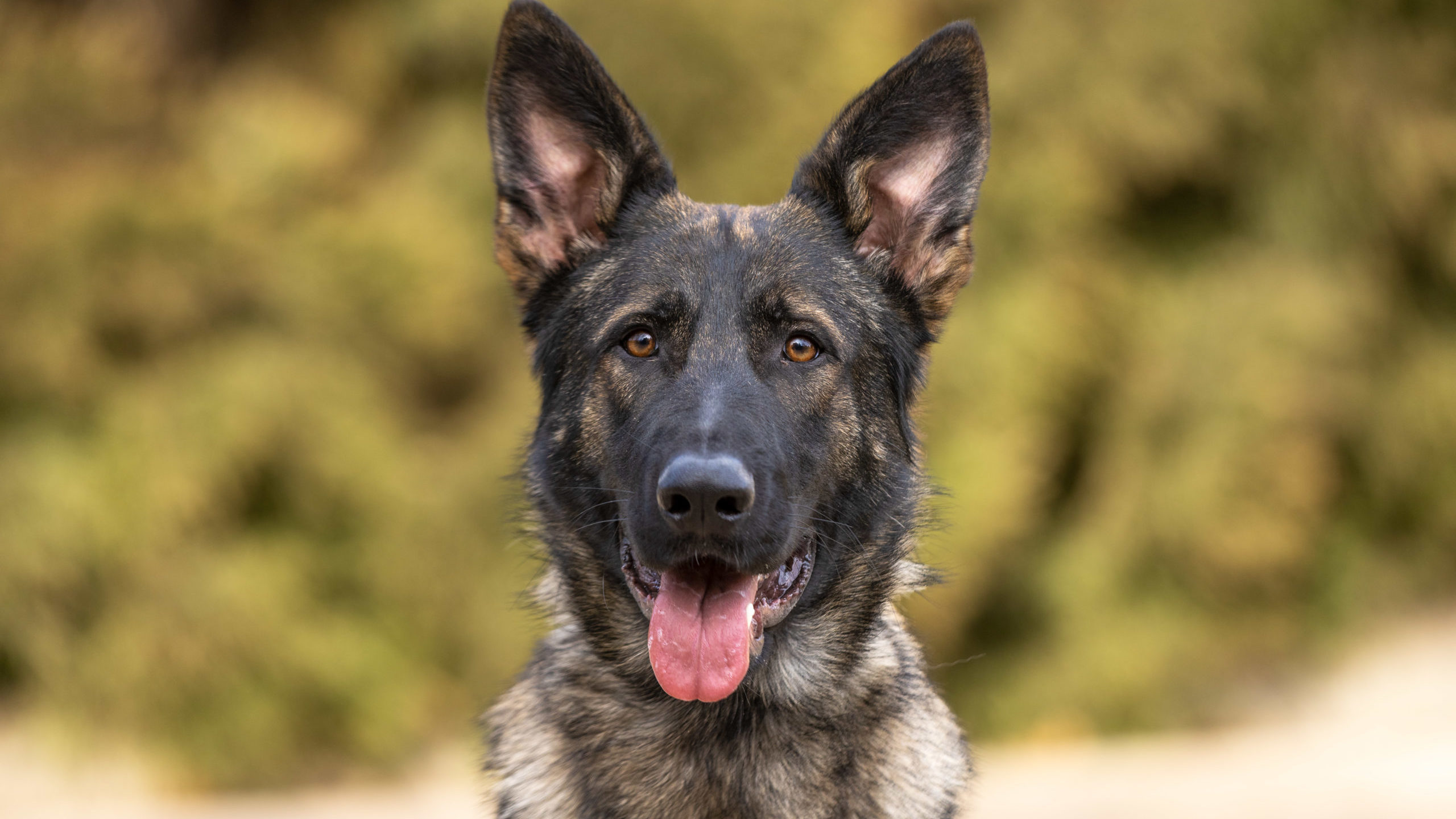 Protection Dog Zion, 12 months old German Shepherd dog portrait, happy.