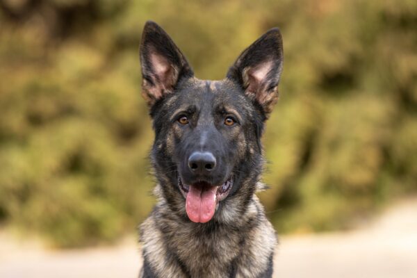 German Shepherd dog portrait, happy.