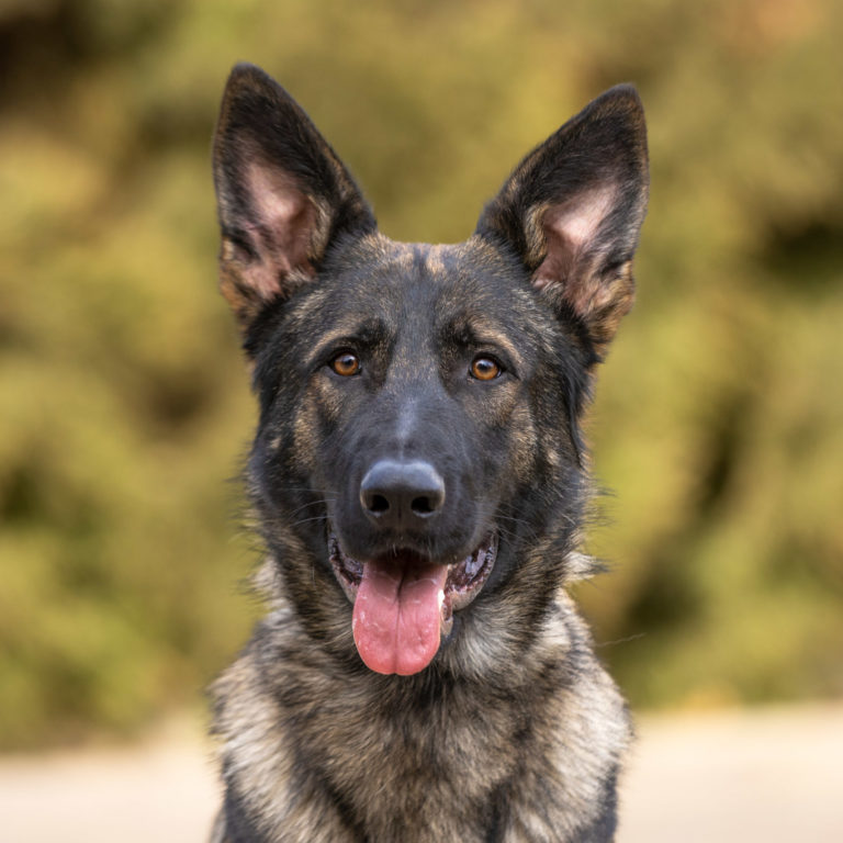 Valor Protection Dogs - Guard Dogs For Sale in Boise, Idaho