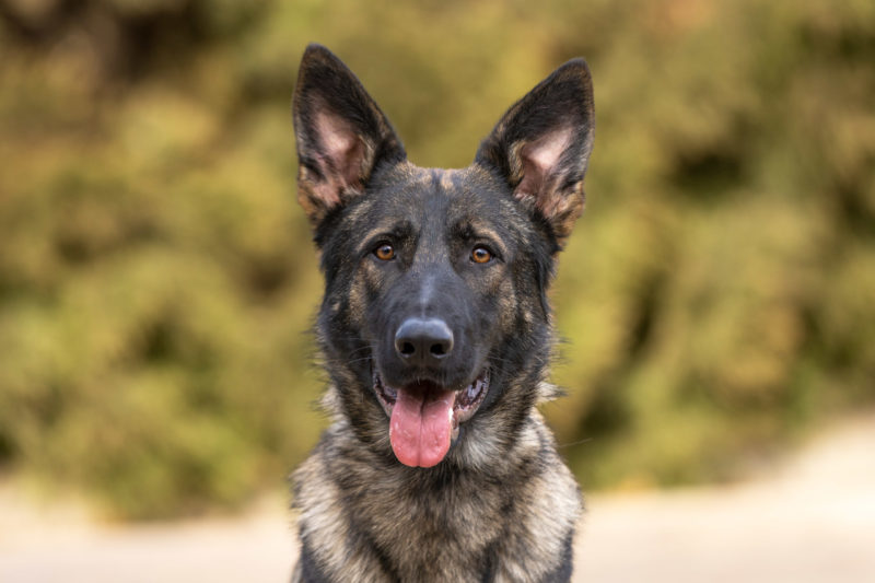 Protection Dog Zion, 12 months old German Shepherd dog portrait, happy.