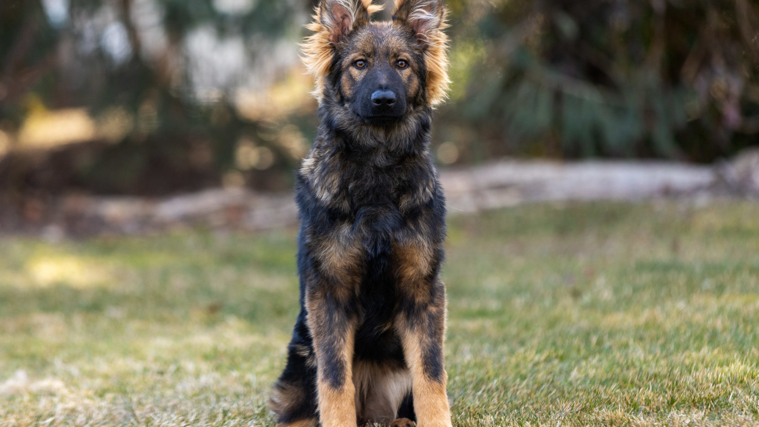 Meet Tess Our Sable Female German Shepherd Dog For Sale Valor