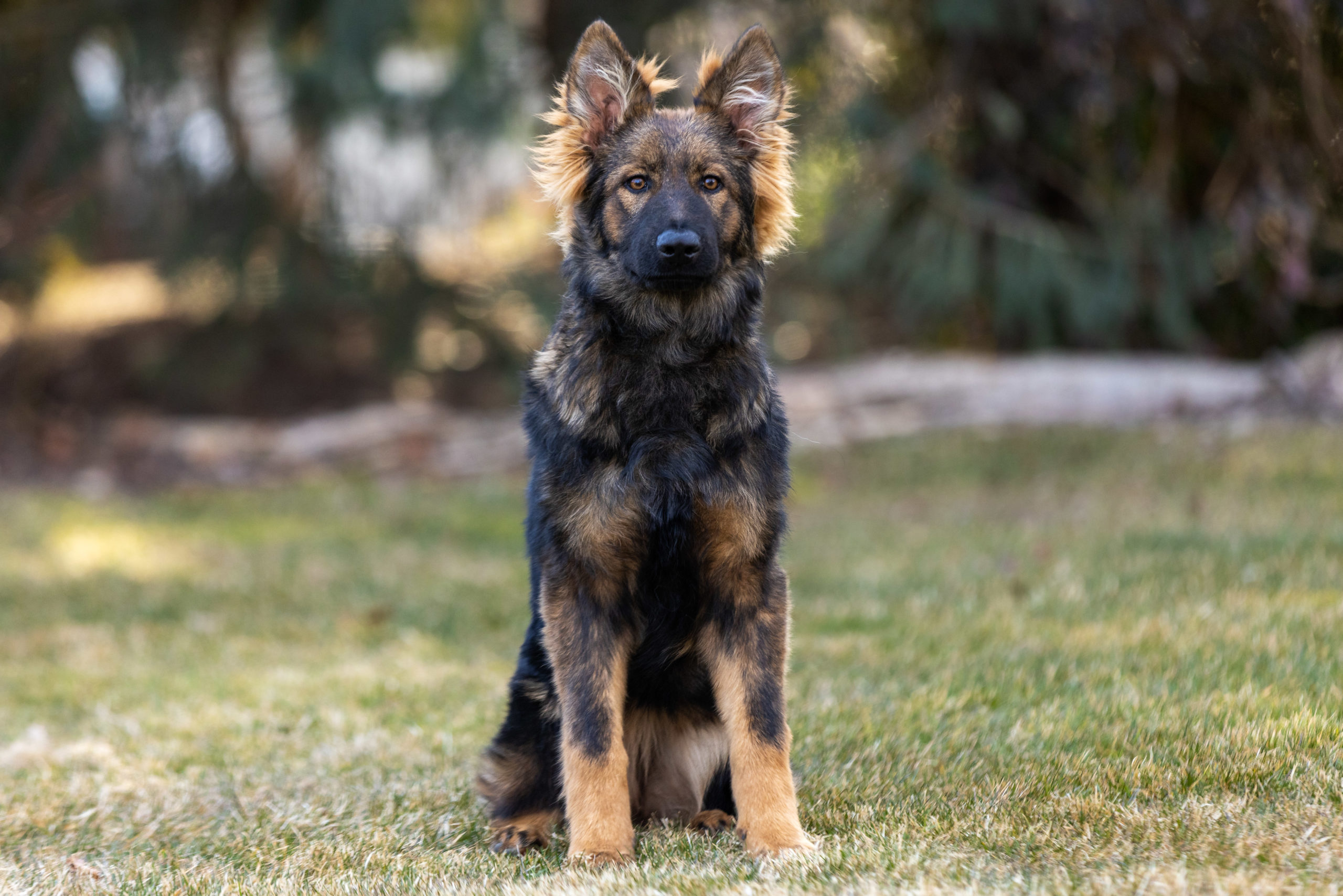 Meet Tess Our Sable Female German Shepherd Dog For Sale Valor 