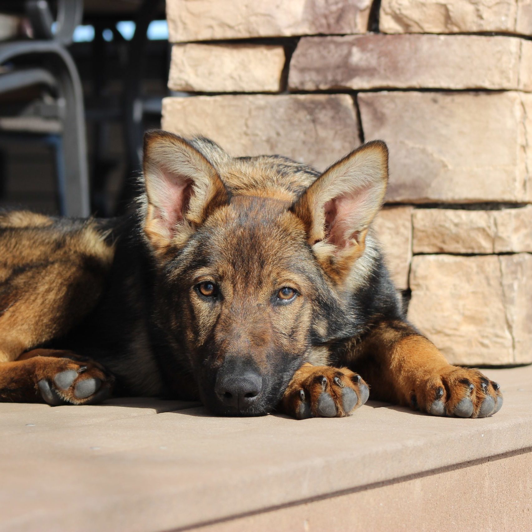 German Shepherd puppy resting outdoors.