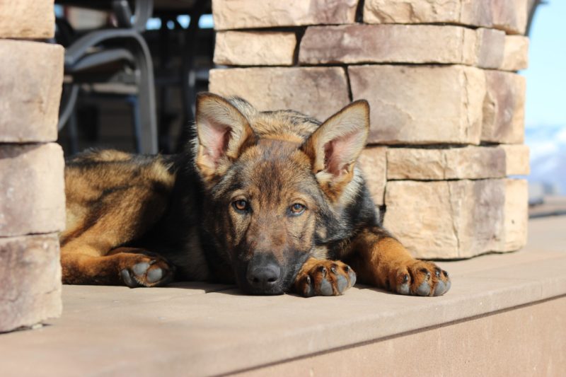 German Shepherd puppy resting outdoors.