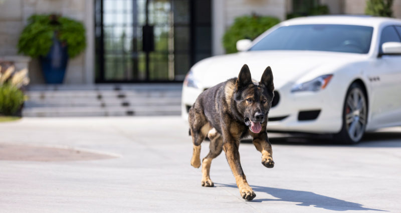 types-of-german-shepards German shepherd running near white car.