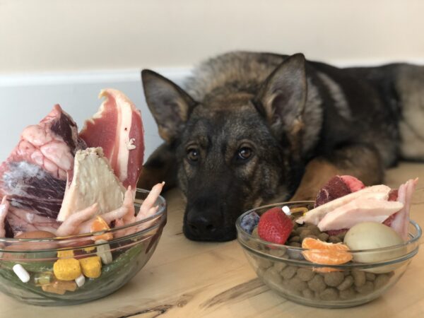 German shepherd eyeing raw dog food.