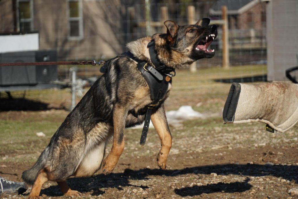 German shepherd police dog training bite.