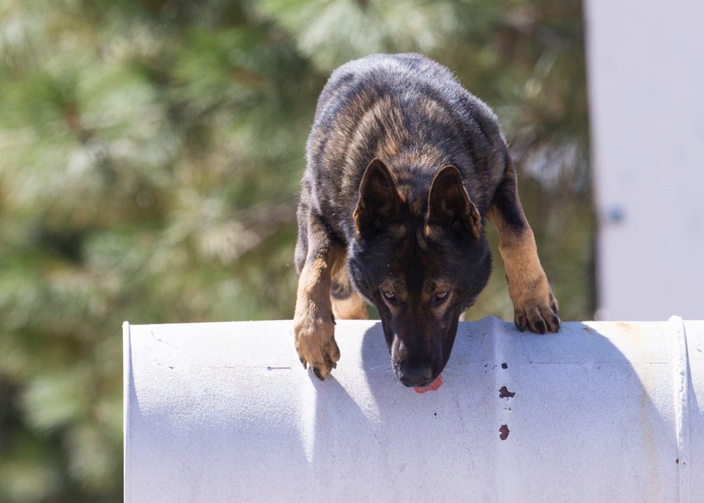 German shepherd dog jumping over barrel.