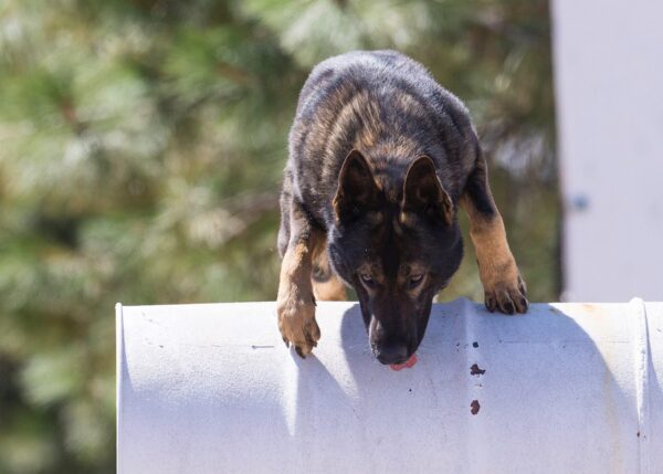 German shepherd dog jumping over barrel. German shepherd dog jumping over barrel.
