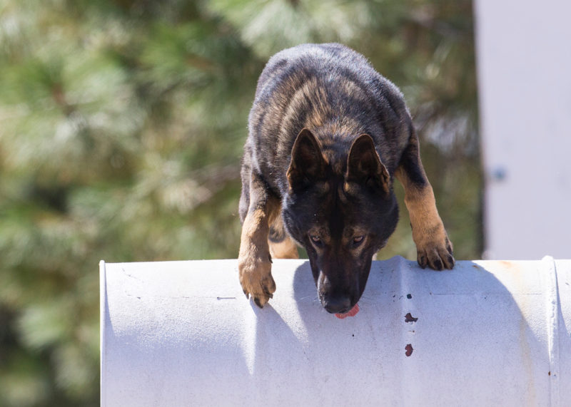 exercise for german shepherds German shepherd dog jumping over barrel.