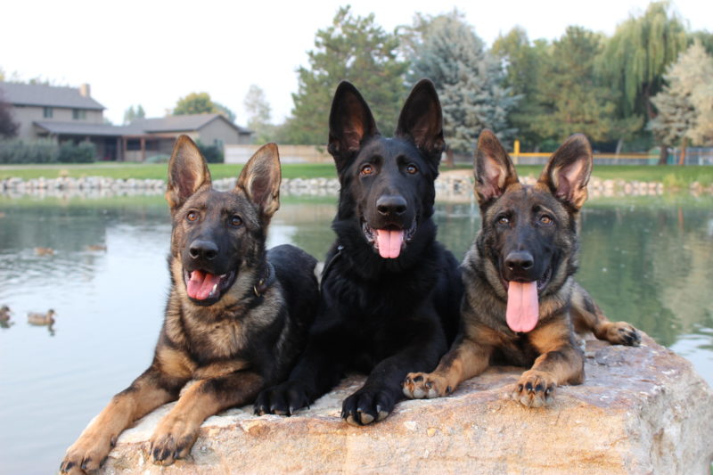 male versus female german shepherds Three German Shepherds by a pond.