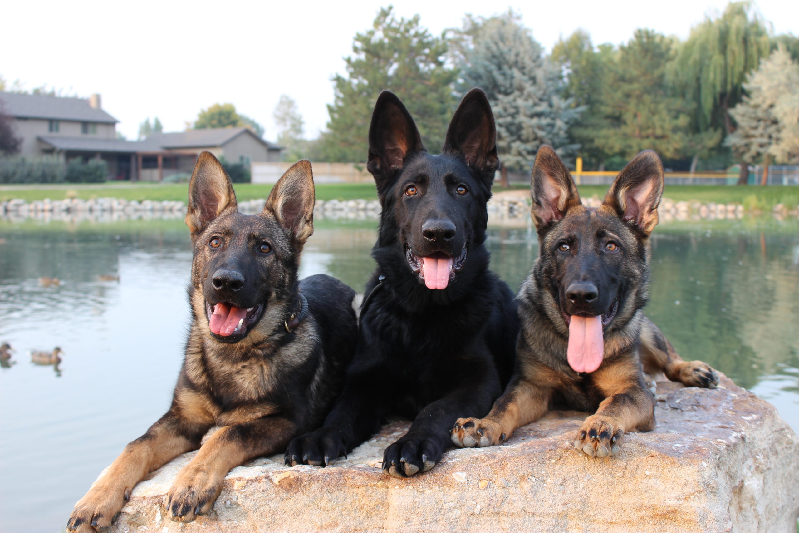 Male vs Female Protection Dogs: 5 considerations - Valor Protection Dogs