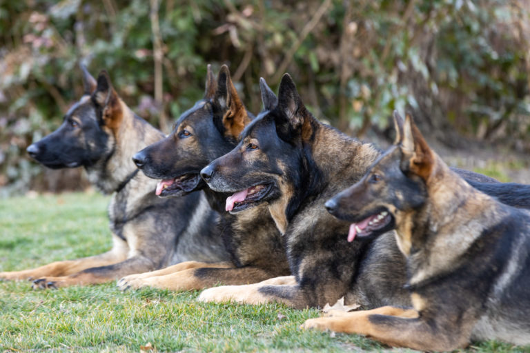 Four German Shepherds lying on grass.